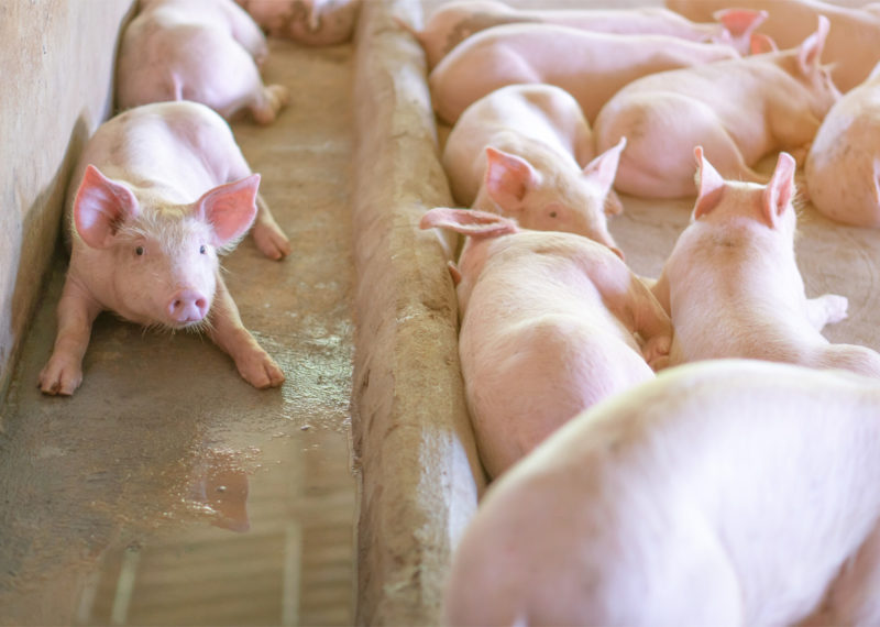 Šta kad se svinja zarazi transmisivnim gastroenteritisom?