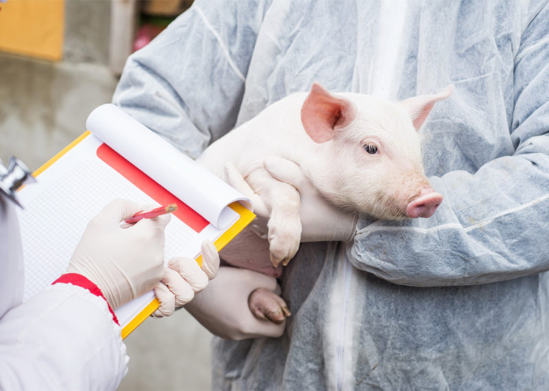 Klasična kuga svinja – uzroci, simptomi i liječenje