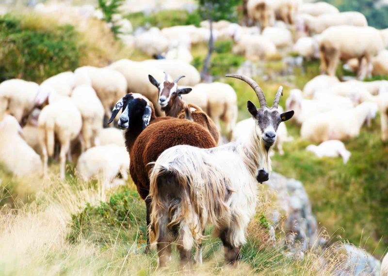 Zarazna agalakcija ovaca i koza