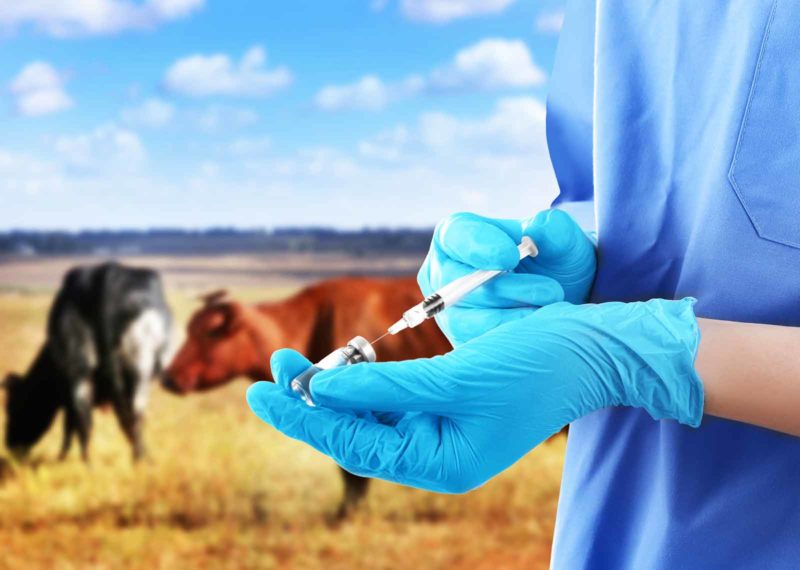 Sve o bolesti infektivni goveđi rinotraheitis (IBR)